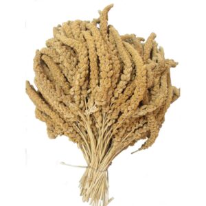 Franske Hirsekolber, gul